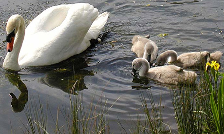 Mute Swan