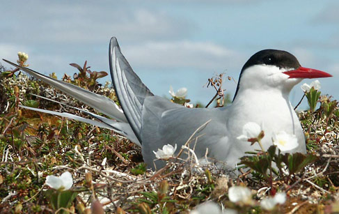 Arctic Tern