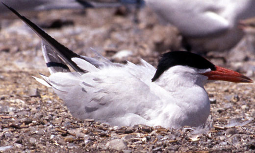 Caspian Tern