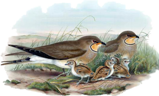 Collared Pratincole