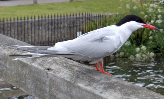 Common Tern