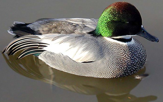 Falcated Teal