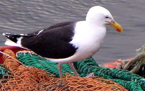 Great Blackbacked Gull