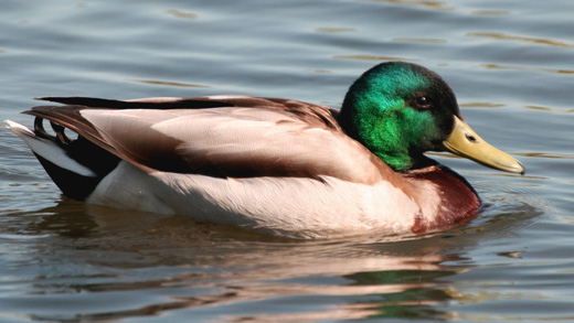 Mallard Images