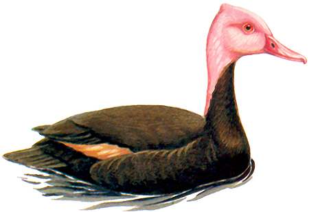 Pink-headed Duck