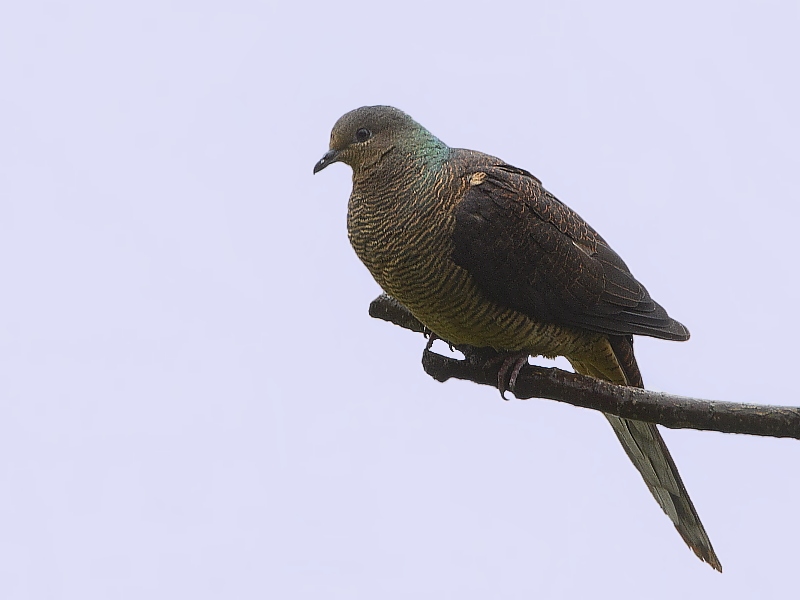 Barred Cuckoo Dove