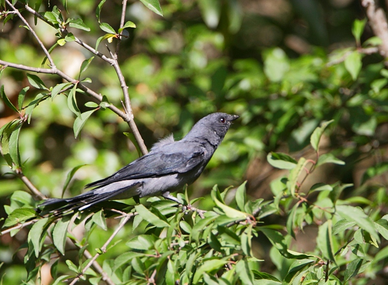 Black Shrike