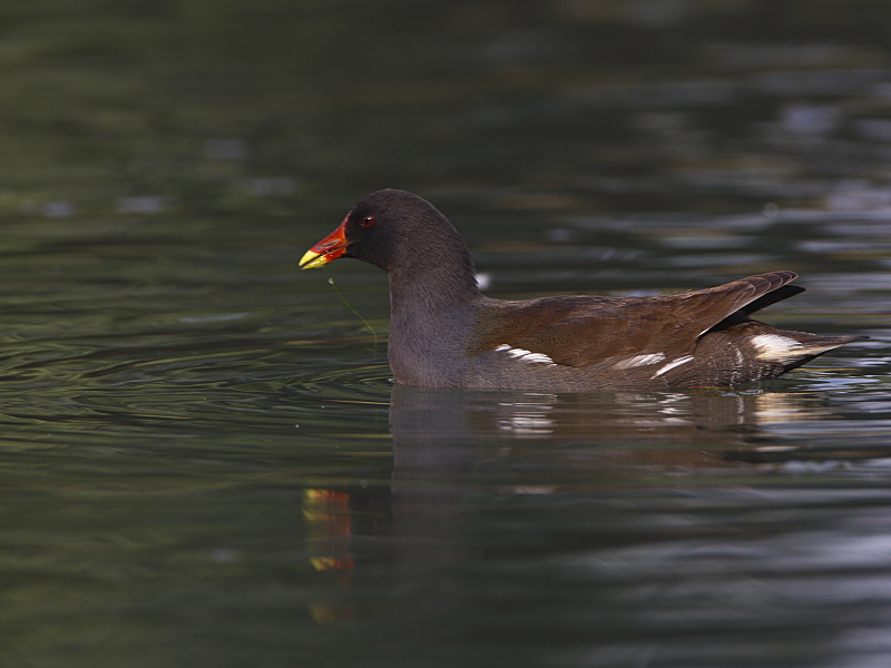 Common Moorhen