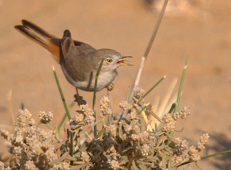 Desert Warbler