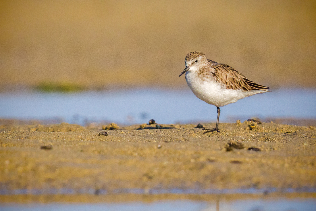 Calidris alpina