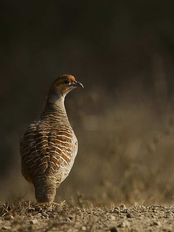 Gray Francolin