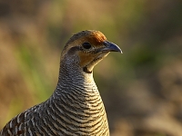 Gray Francolin