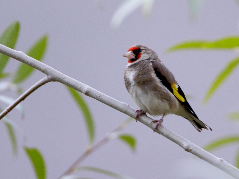 European Goldfinches