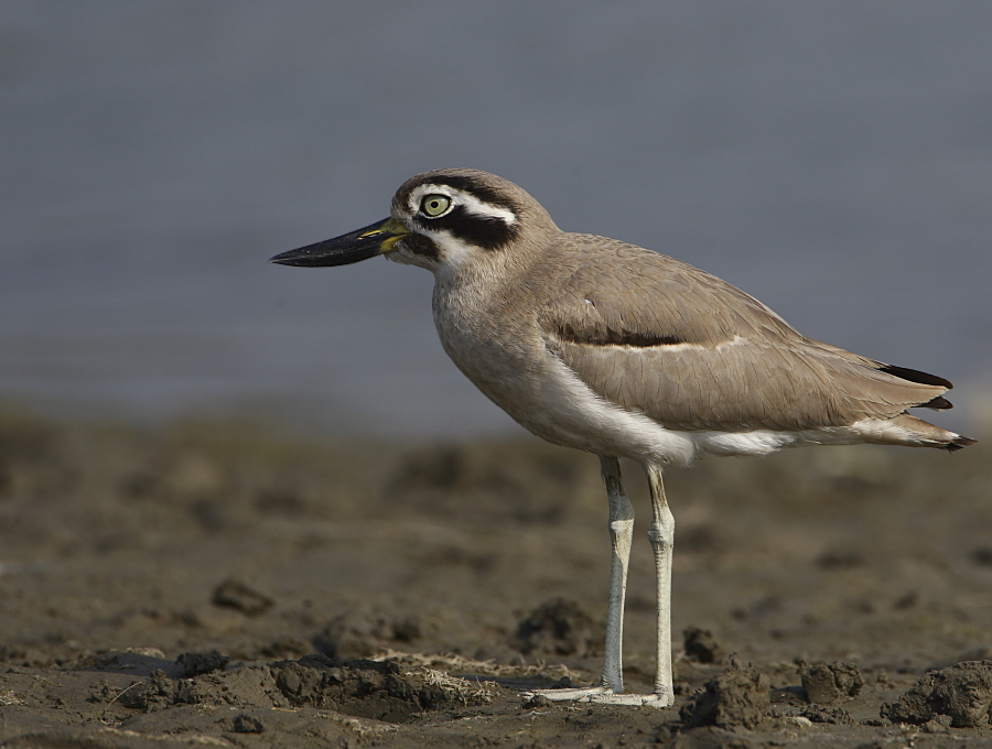 Great Thick-Knee