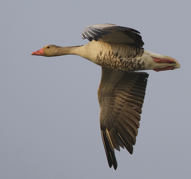 Greylag Goose