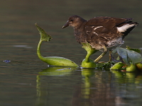 Gallinula chloropus