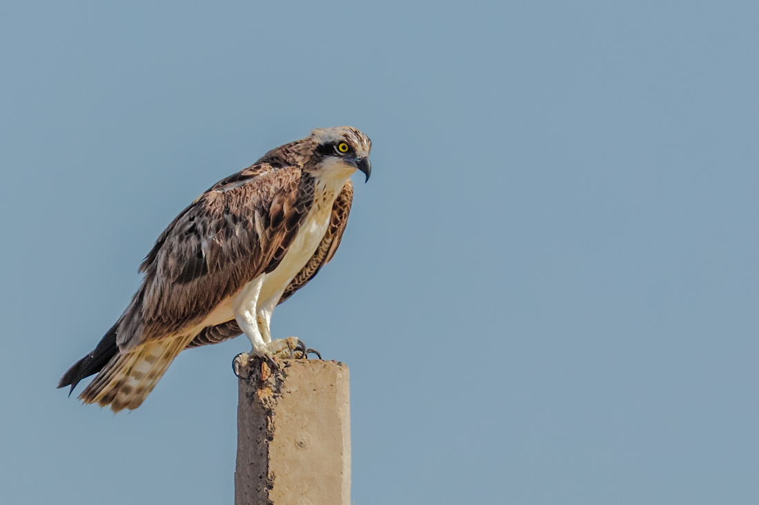 Pandion haliaetus