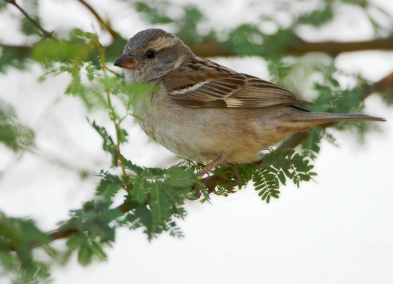 Sind Sparrow - Passer pyrrhonotus