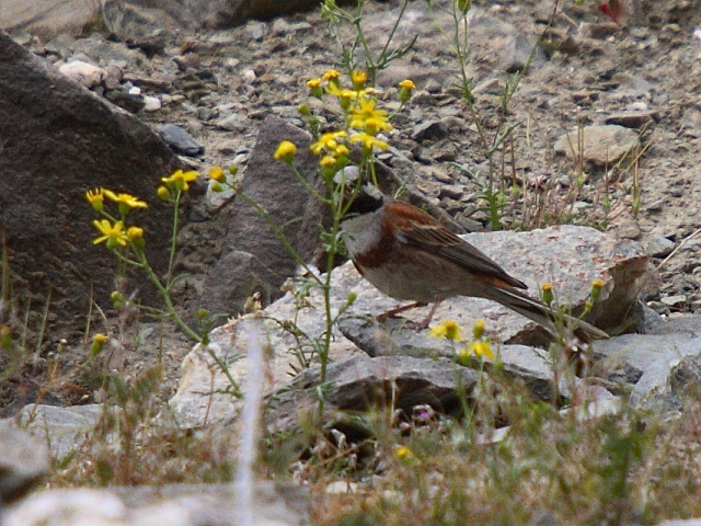 Chestnut-breasted Bunting