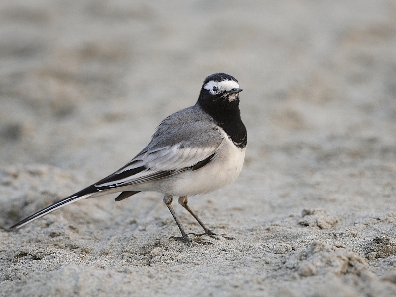 White Wagtail