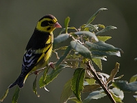 Carduelis spinoides