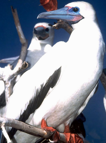 red_footed_booby.jpg