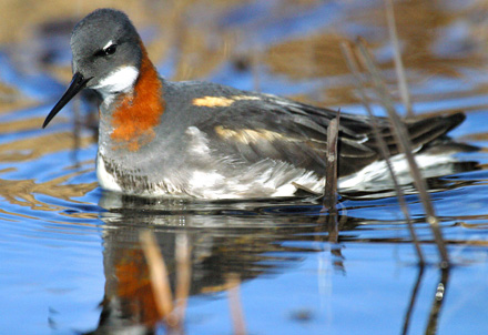 Red-necked Phalarope