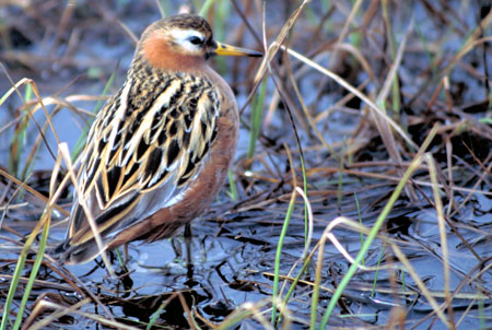 Red Phalarope