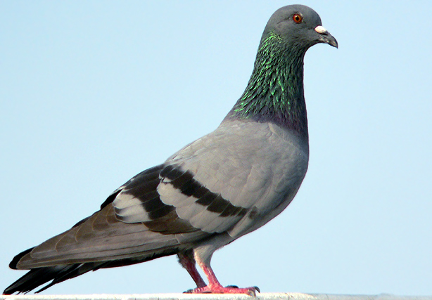 http://www.birding.in/images/Birds/rock_pigeon.jpg