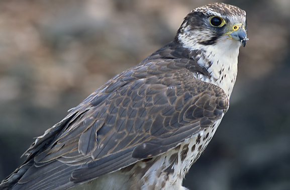 indian falcon