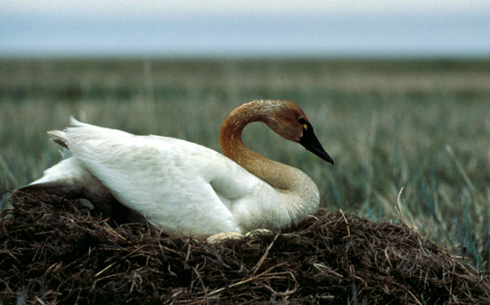 indian swan