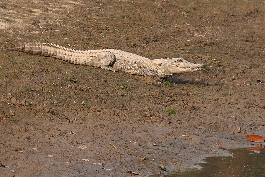 Indian Freshwater Crocodile
