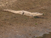 Crocodilus palustris
