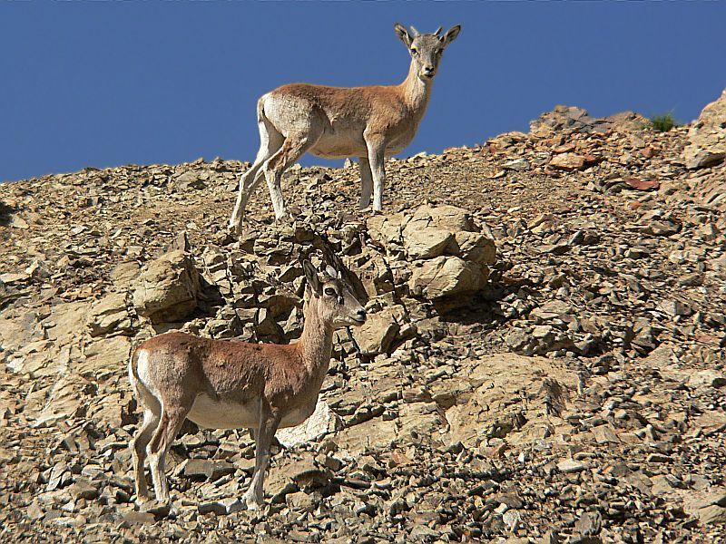 Ladakh Urial - Ovis vignei