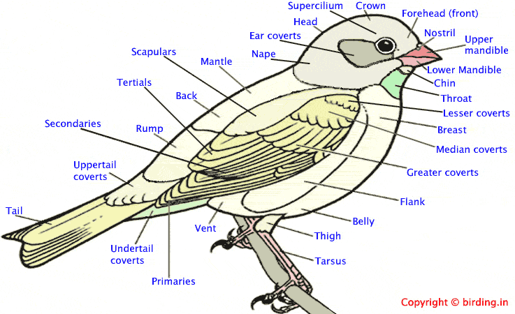 Bird Body Structure