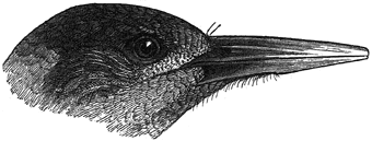 head of P. pyrrhotis