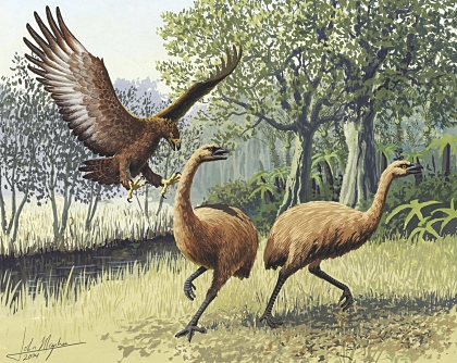 Haast's Eagle v Andalgalornis steulleti - Carnivora