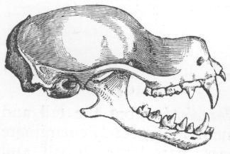 Skull of Rhinopoma