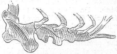 Sternum of Pteropus