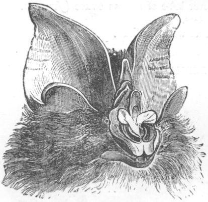 Rhinolophus luctus