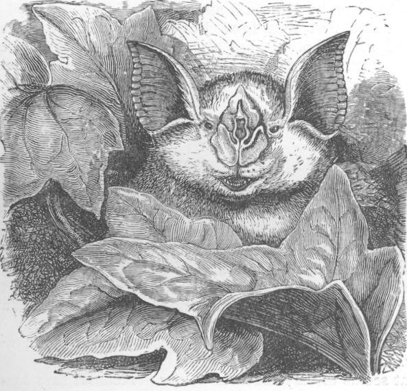 Rhinolophus ferrum-equinum