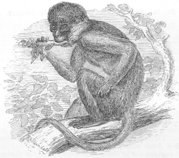 Presbytes thersites