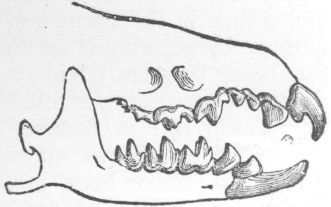 Dentition of Shrew