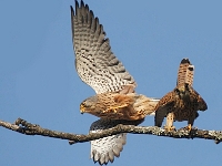 Falco tinnunculus pair